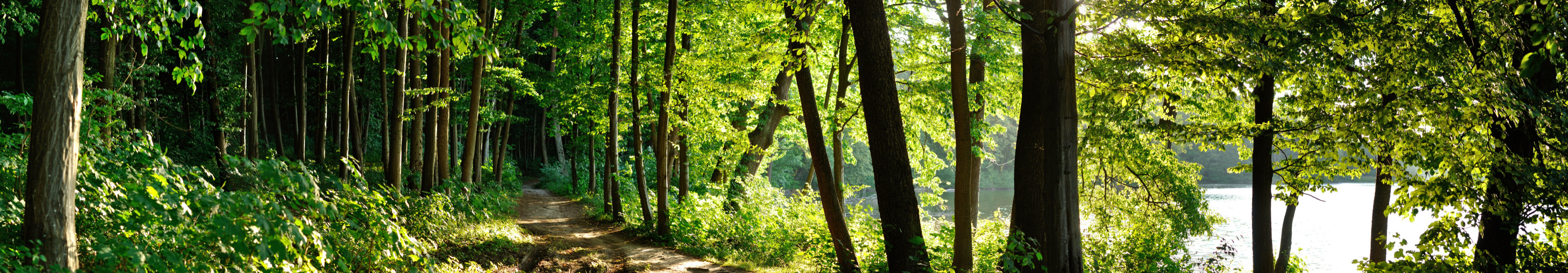 Holpriger Wanderweg inmitten eines Waldes