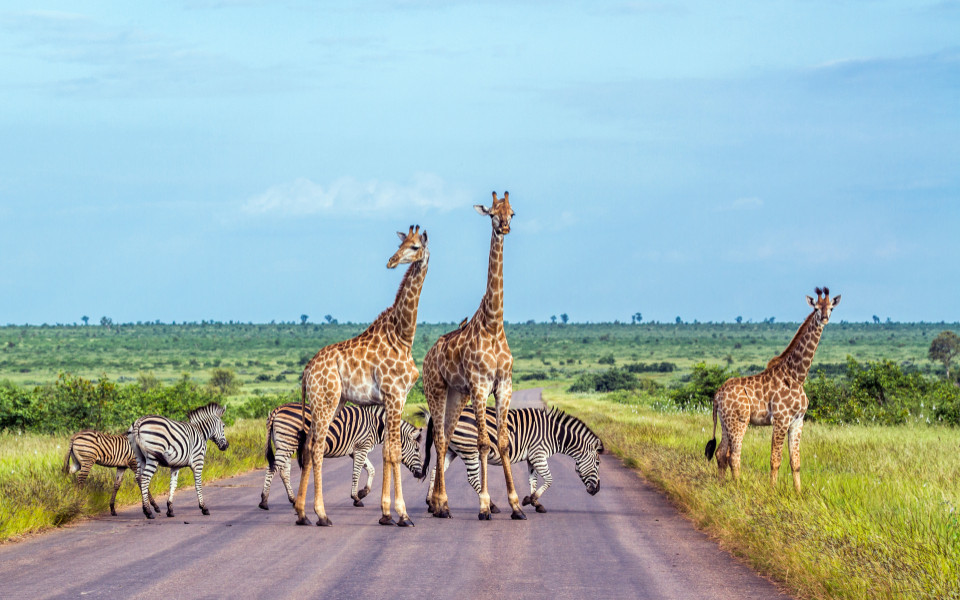 Giraffen und Zebras &uuml;berqueren eine staubige Stra&szlig;e in der offenen Savanne, typisch f&uuml;r eine Safari in S&uuml;dafrika.