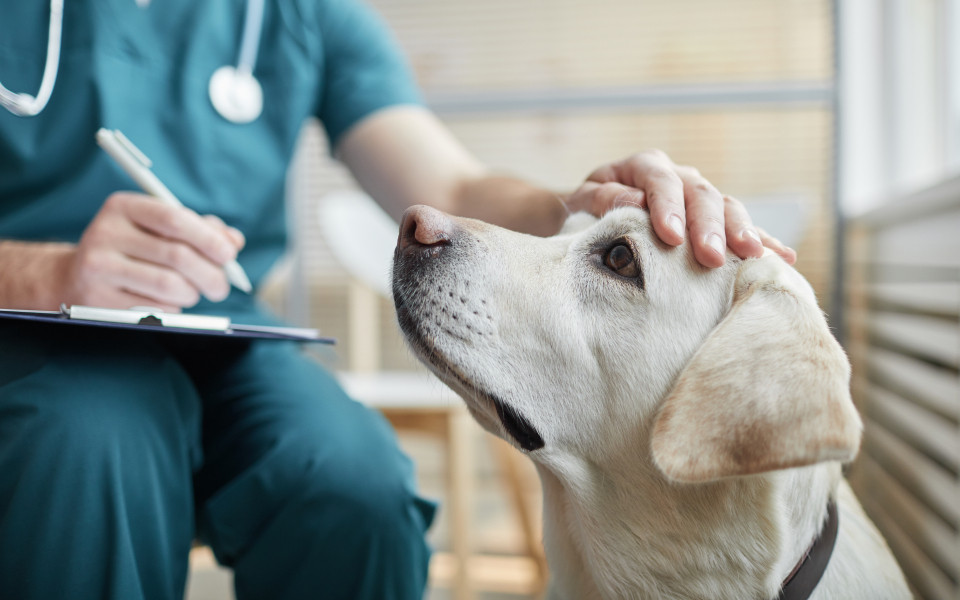 EU Heimtierpass f&uuml;r eine Reise nach Kroatien mitbringen