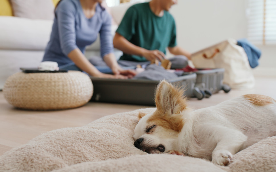 Packliste f&uuml;r einen Kroatienurlaub mit Hund