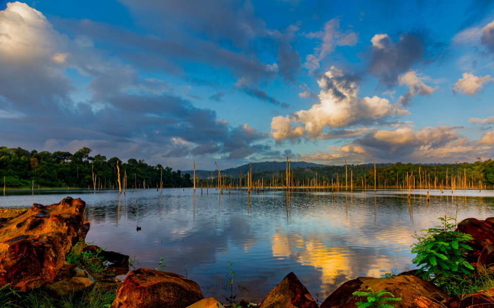 Baumst&auml;mme ragen aus dem Brokopondo-See im s&uuml;dlichen Surinam, umgeben von dichtem Wald.