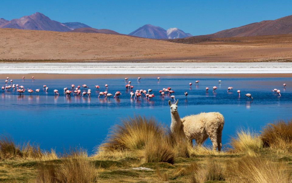 Flamingos im seichten Wasser einer Lagune im Altiplano mit Lama im Vordergrund und Bergen im Hintergrund.