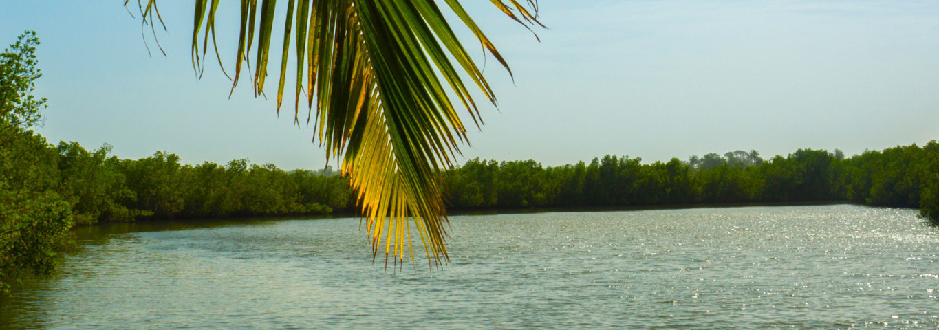 Ein Kanu auf dem Gambia-Fluss in Afrika, umgeben von dichtem Mangrovenwald und eingerahmt von Palmblättern.